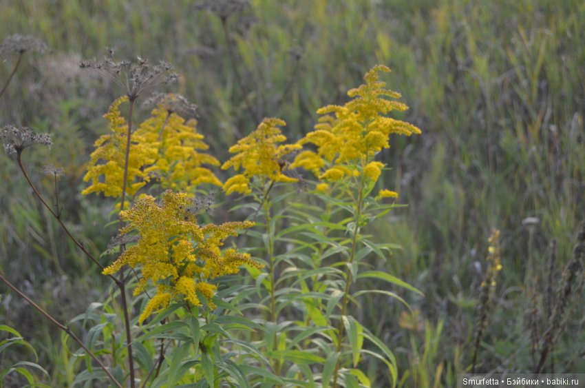 Летом любая погода - благодать (фото 8)