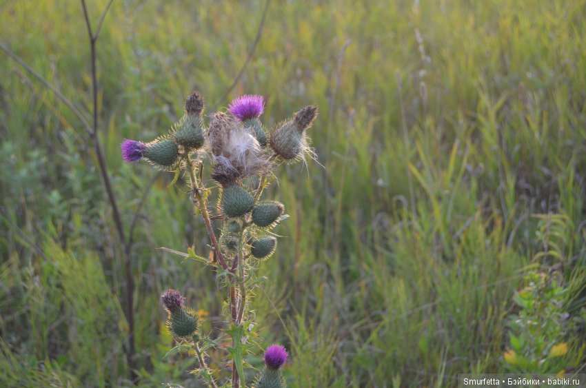 Летом любая погода - благодать (фото 7)