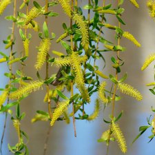 Разыскивается сказочный художник