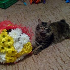 Здравствуйте, бейбики