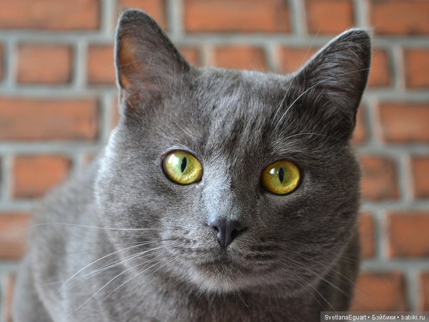 Делаем фотофон своими руками: фламандская кирпичная кладка | Бэйбики Делаем фотофон своими руками: фламандская кирпичная кладка