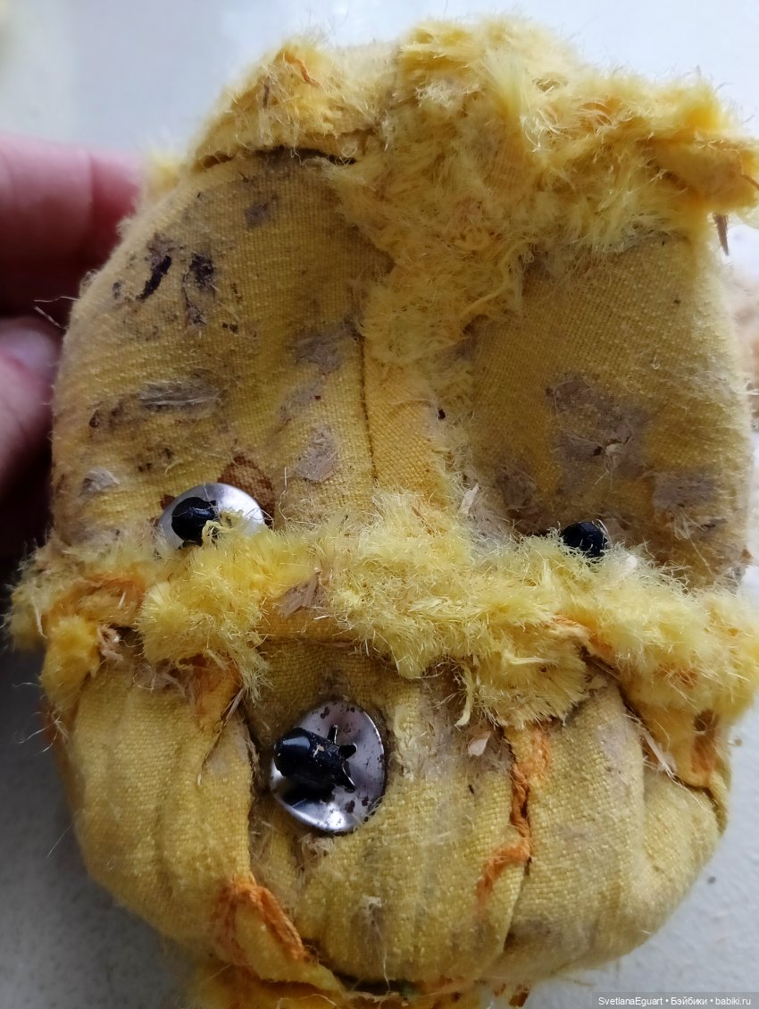 Очередной "старичок спасён". История львёнка