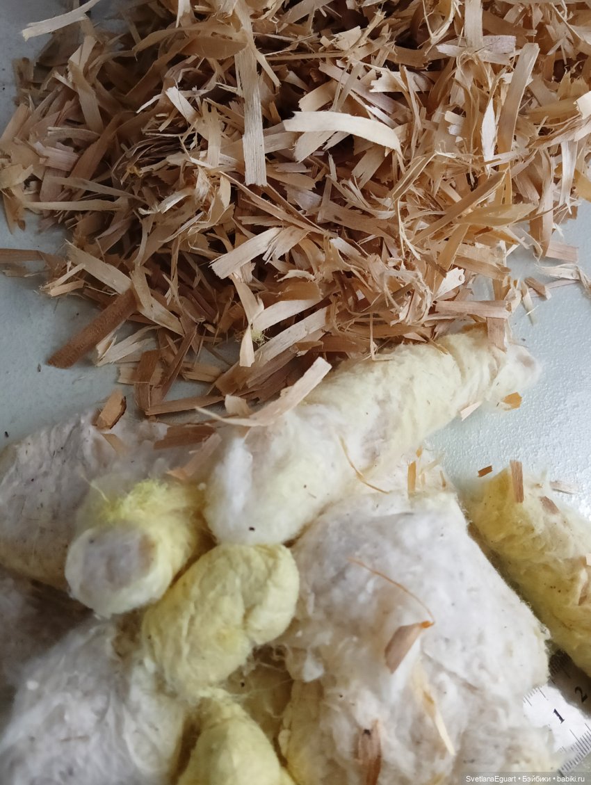 Очередной "старичок спасён". История львёнка (фото 8)