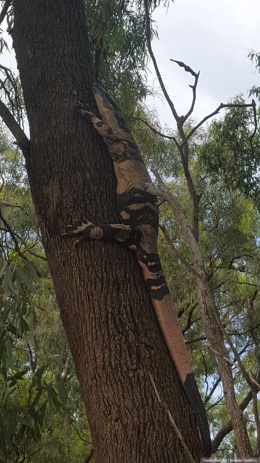 Кто живет рядом с нами | Бэйбики Кто живет рядом с нами — Болталка и разговоры обо всем: жизнь (фото 5)