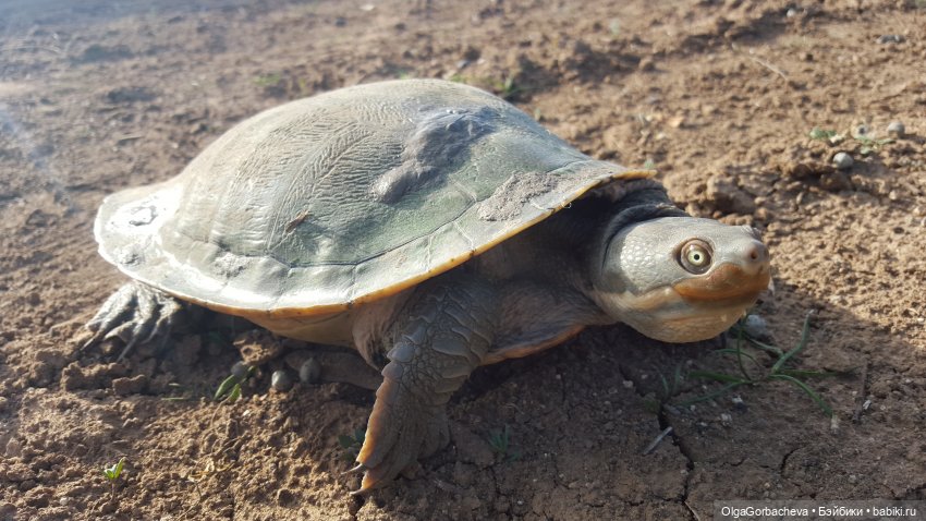 Кто живет рядом с нами | Бэйбики Кто живет рядом с нами — Болталка и разговоры обо всем: жизнь (фото 7)