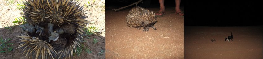 Кто живет рядом с нами | Бэйбики Кто живет рядом с нами — Болталка и разговоры обо всем: жизнь (фото 3)
