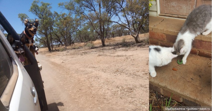 Кто живет рядом с нами | Бэйбики Кто живет рядом с нами — Болталка и разговоры обо всем: жизнь