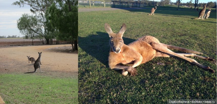 Кто живет рядом с нами | Бэйбики Кто живет рядом с нами — Болталка и разговоры обо всем: жизнь (фото 2)