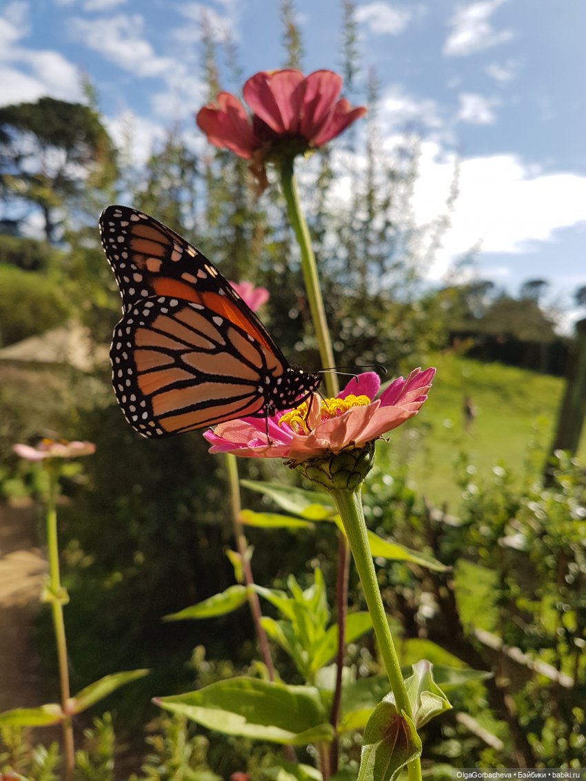 О Новой Зеландии — Туризм и путешествия: фотоотчеты из поездок