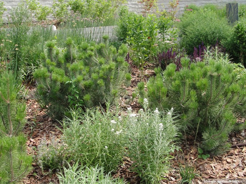 Варвара на Вертолетке — Куклы Paola Reina (Паола Рейна): новинки (фото 8)