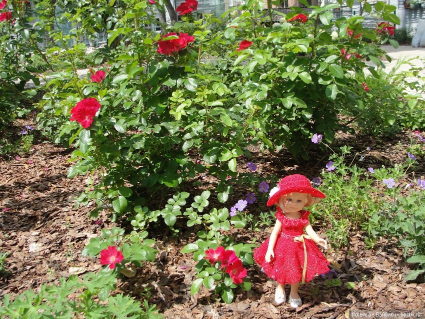 Аленький цветочек — Культура