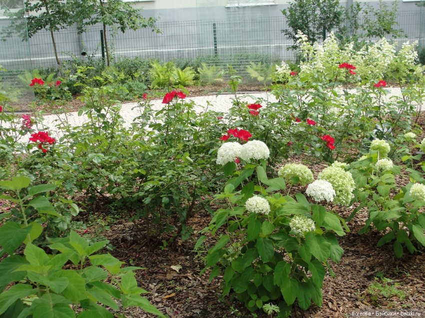 Аленький цветочек — Культура