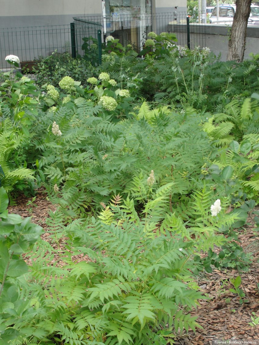 Аленький цветочек — Культура