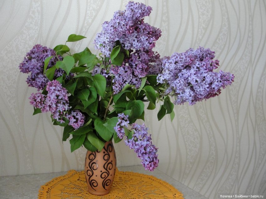 Сиреневая фотосессия | Бэйбики Сиреневая фотосессия — Одежда и обувь для кукол своими руками: фото