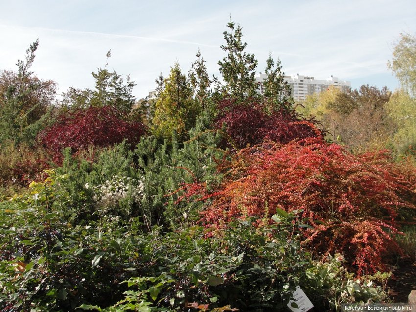 Осенние дорожки Ботанического сада | Бэйбики Осенние дорожки Ботанического сада (фото 2)