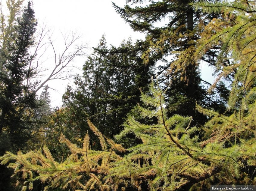 Осенние дорожки Ботанического сада | Бэйбики Осенние дорожки Ботанического сада