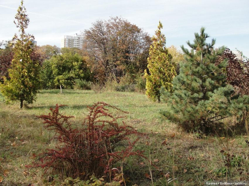 Осенние дорожки Ботанического сада | Бэйбики Осенние дорожки Ботанического сада (фото 6)