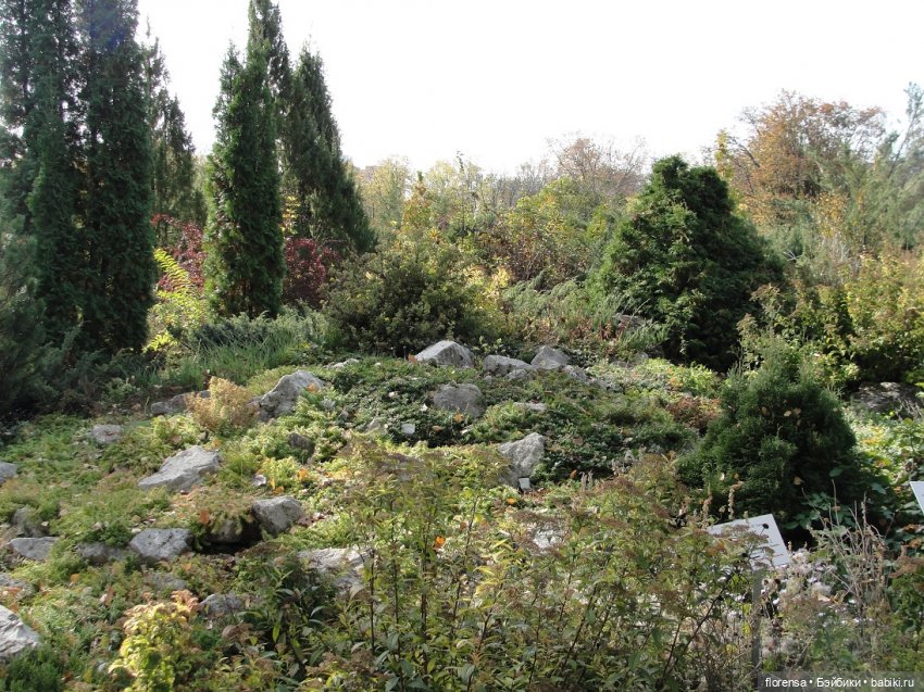 Осенние дорожки Ботанического сада | Бэйбики Осенние дорожки Ботанического сада (фото 4)