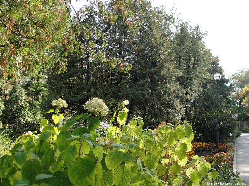 Осенние дорожки Ботанического сада | Бэйбики Осенние дорожки Ботанического сада