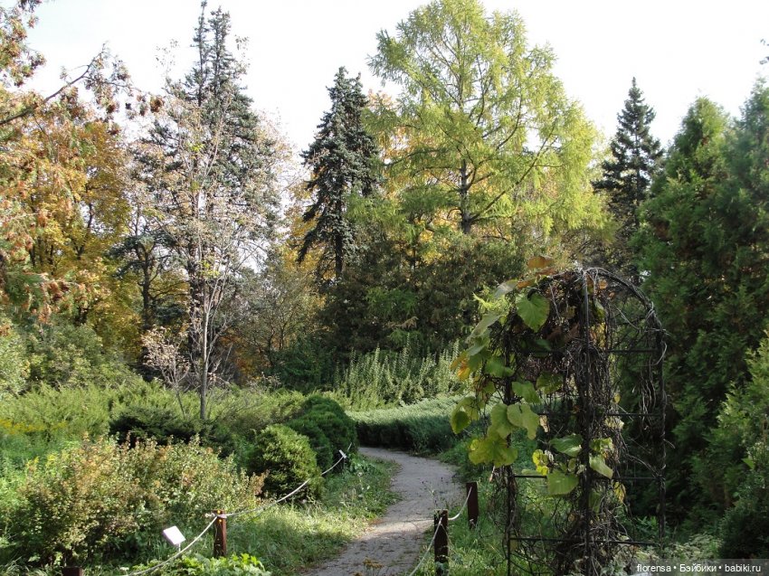 Осенние дорожки Ботанического сада | Бэйбики Осенние дорожки Ботанического сада (фото 10)