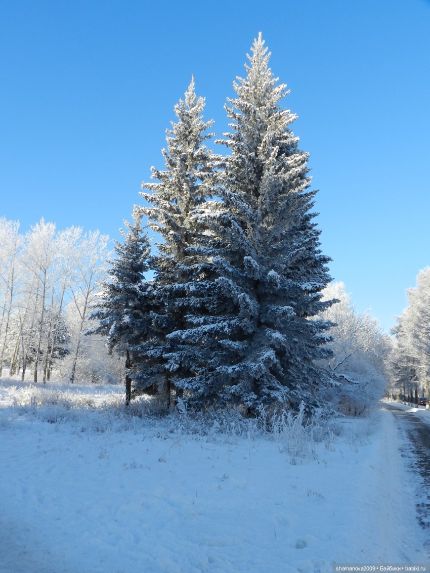 Зимний лесопарк Академгородка (фото 10)