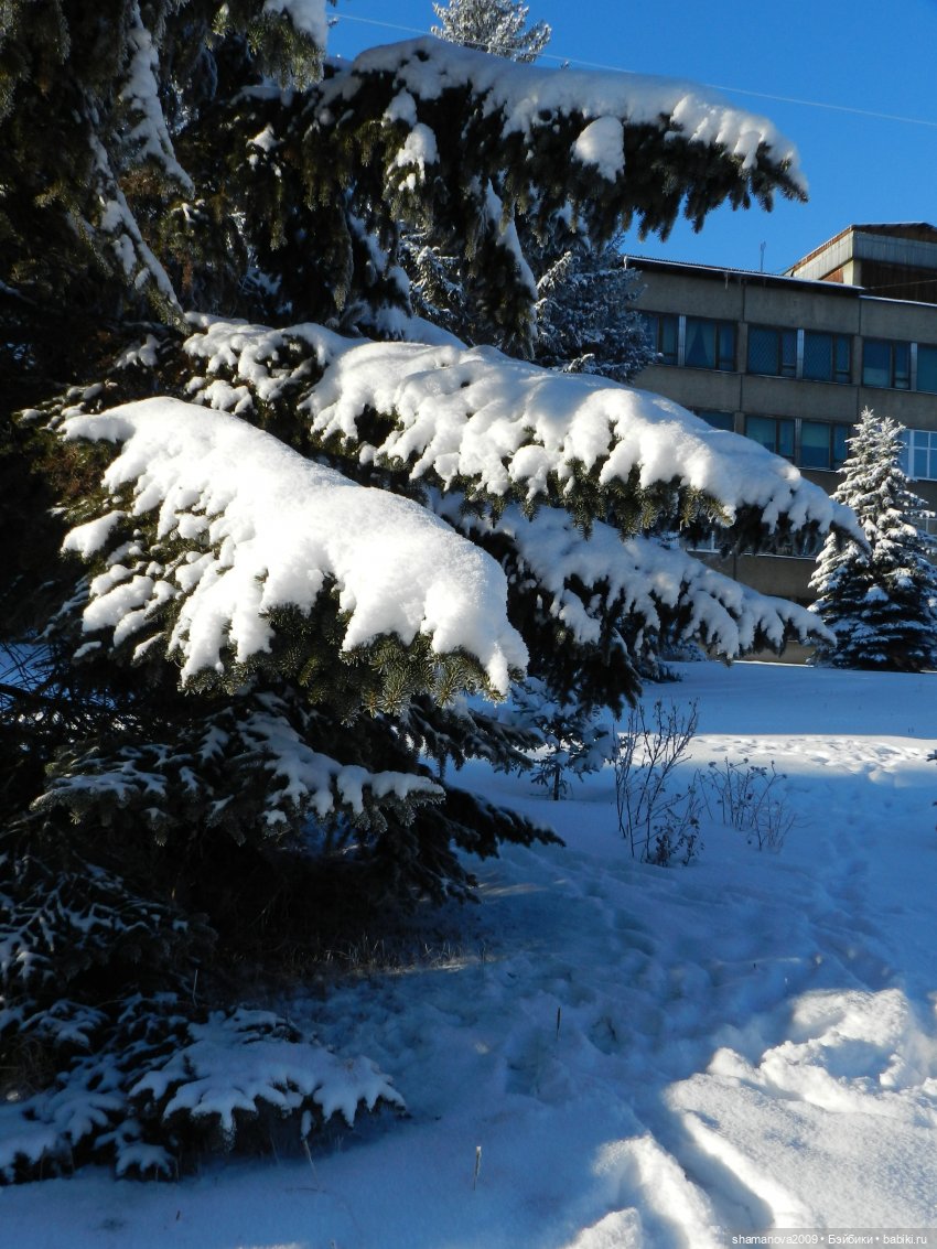 Зимний лесопарк Академгородка