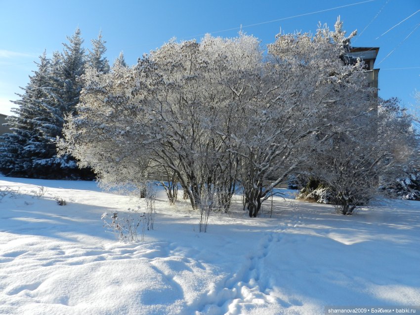 Зимний лесопарк Академгородка