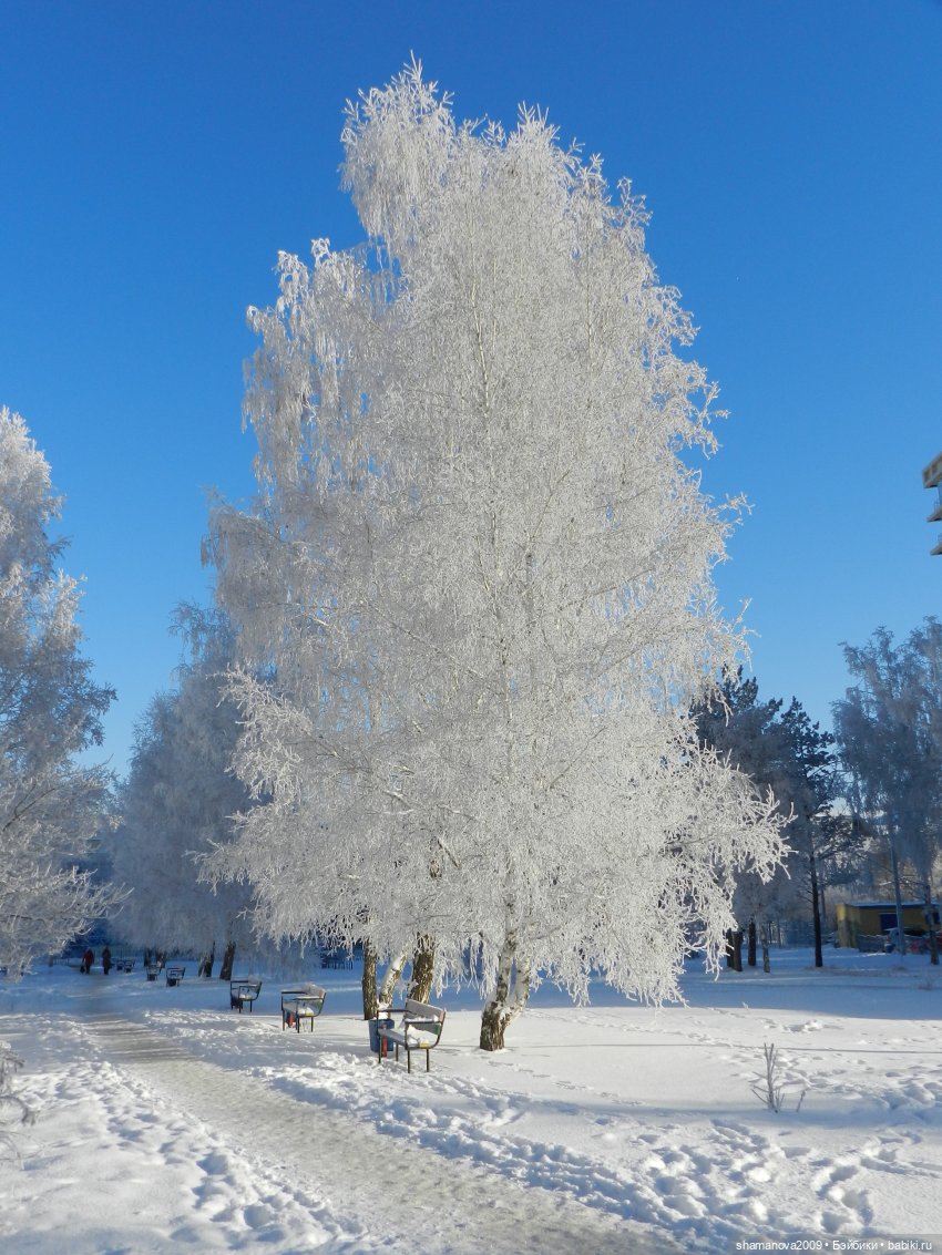 Зимний лесопарк Академгородка (фото 8)