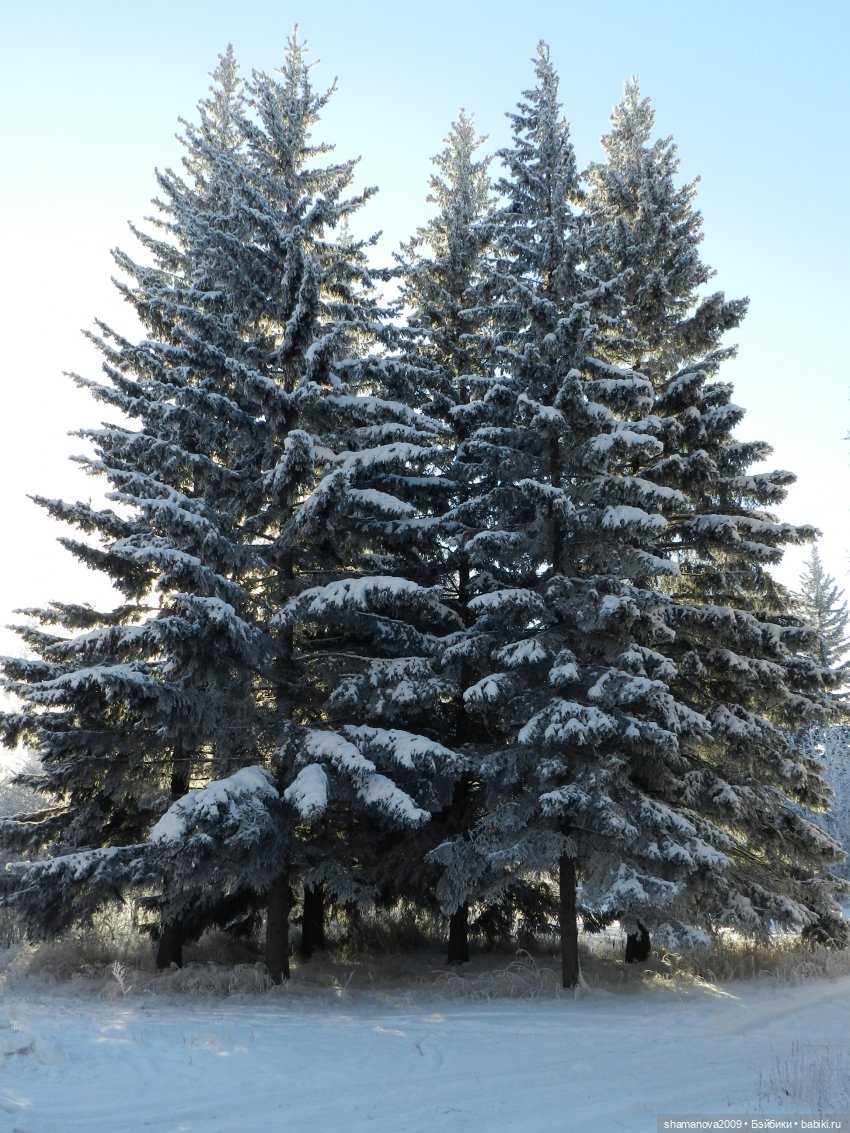 Зимний лесопарк Академгородка