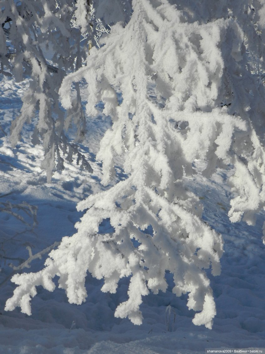 Зимний лесопарк Академгородка (фото 3)