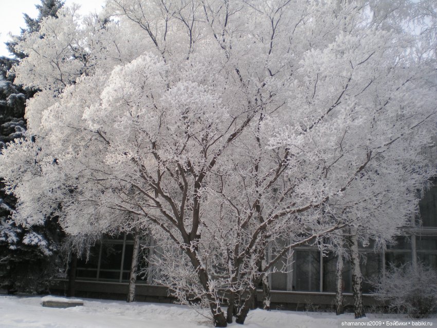 Зимний лесопарк Академгородка