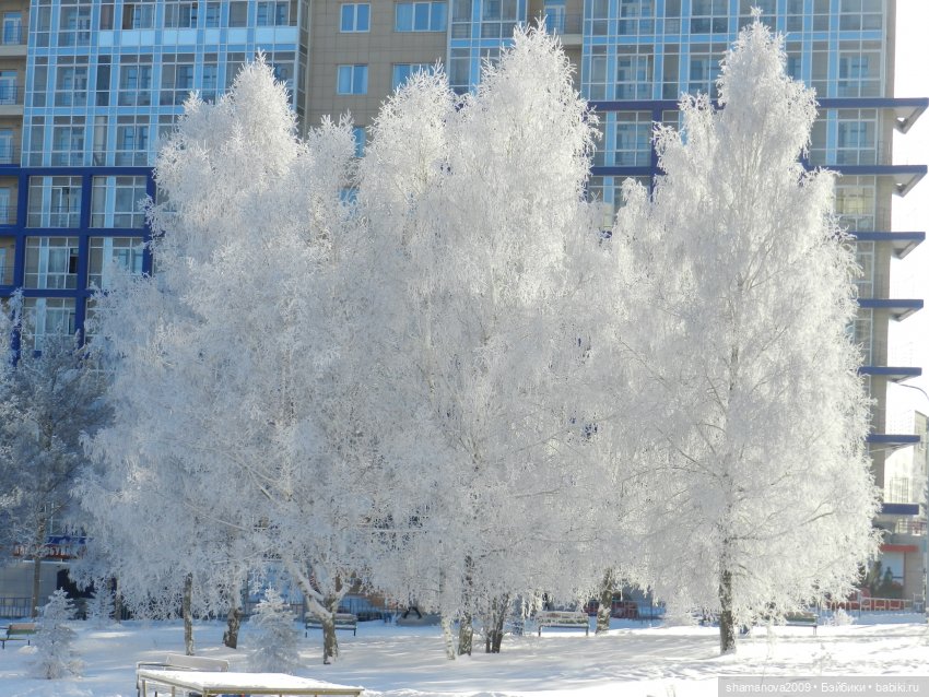 Зимний лесопарк Академгородка (фото 2)