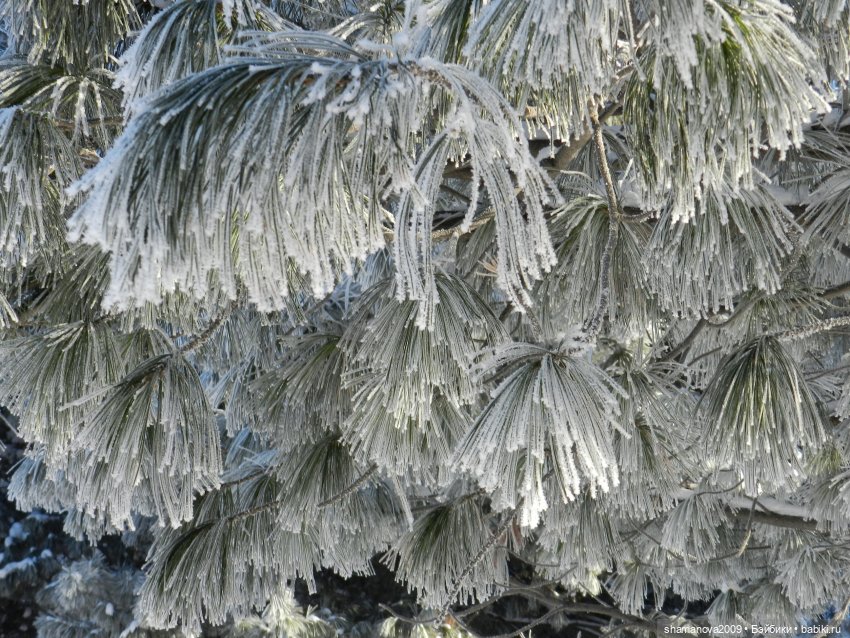 Зимний лесопарк Академгородка