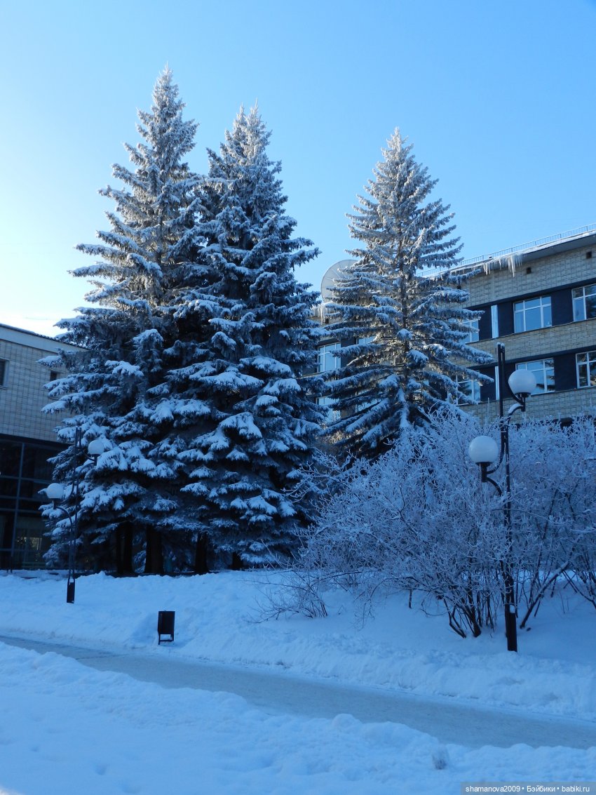 Зимний лесопарк Академгородка