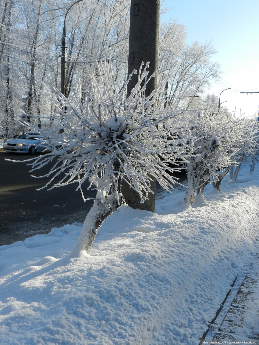 Зимний лесопарк Академгородка