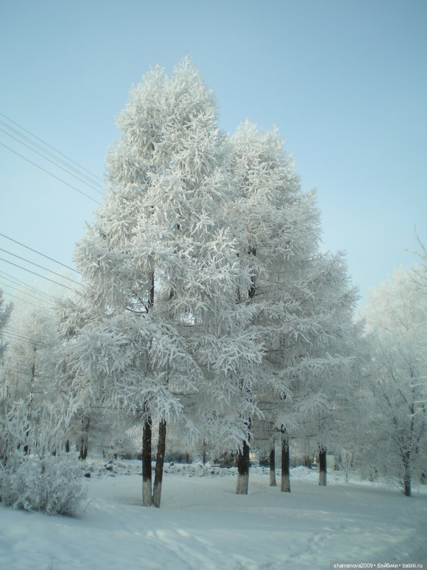 Зимний лесопарк Академгородка