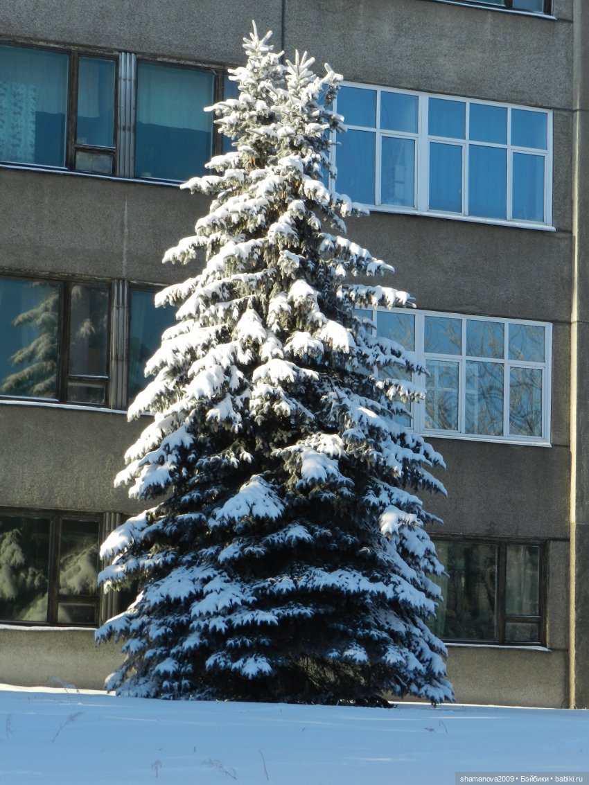 Зимний лесопарк Академгородка