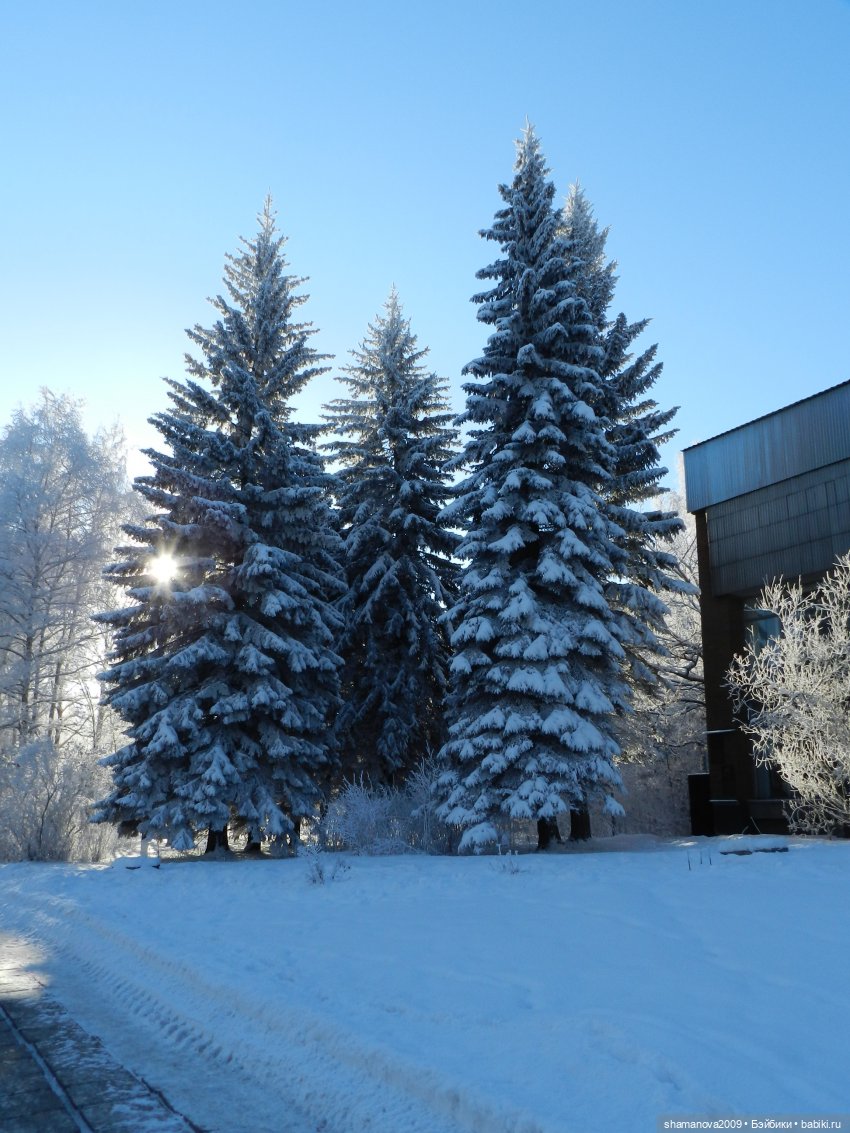 Зимний лесопарк Академгородка