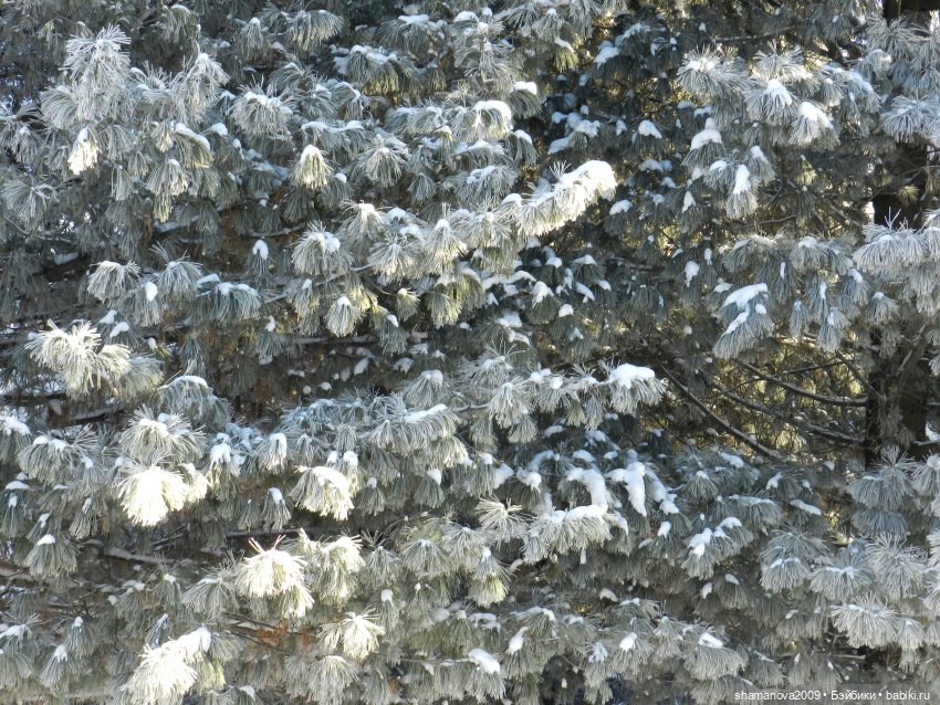 Зимний лесопарк Академгородка