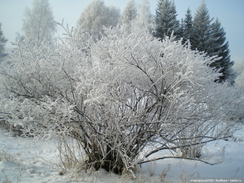 Зимний лесопарк Академгородка