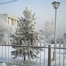 Зимний лесопарк Академгородка