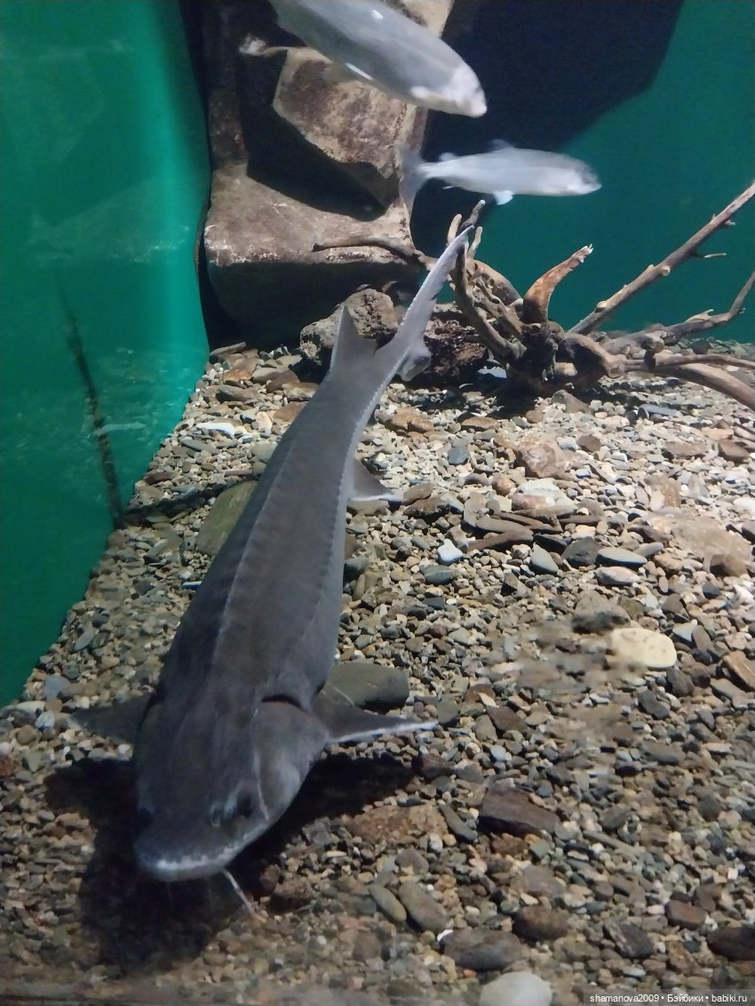 Байкальский музей (п. Листвянка)