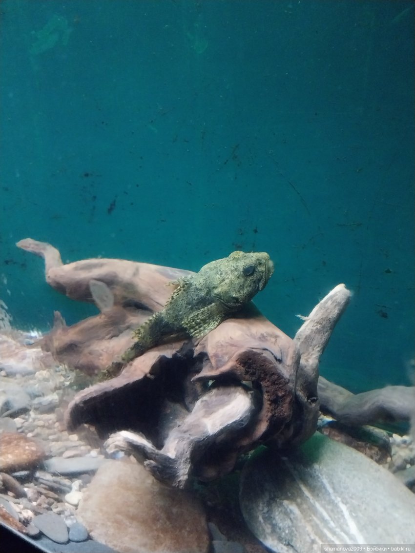 Байкальский музей (п. Листвянка)