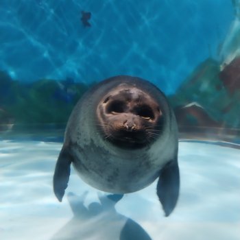 Байкальский музей (п. Листвянка)