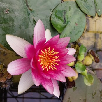 Любимая оранжерея