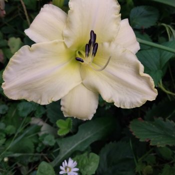 Краски лета