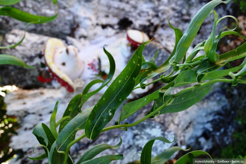 Тедди мишка Мухоморчик — Авторские мишки Тедди и друзья: фото