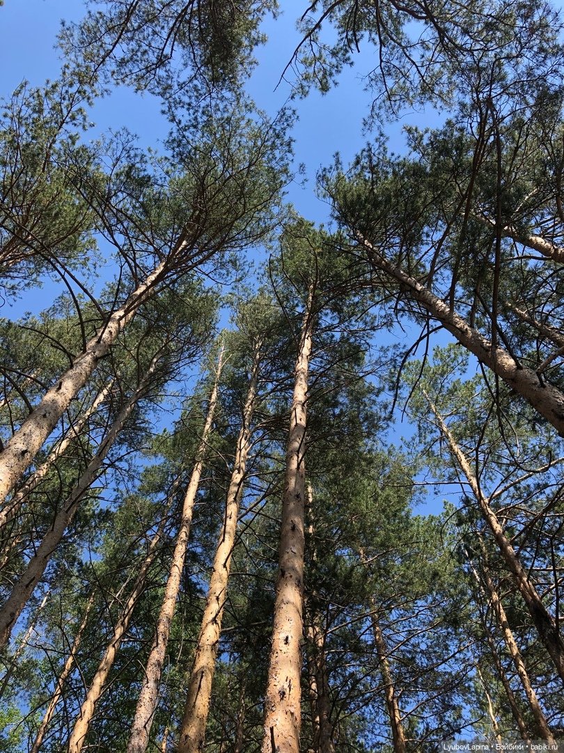 День Защиты детей или прогулка по эко-парку "Гремячая грива" г. Красноярск