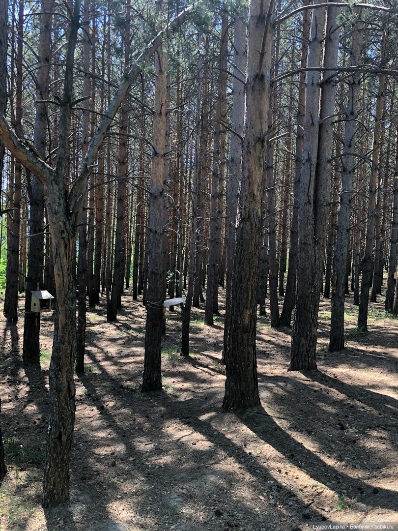 День Защиты детей или прогулка по эко-парку "Гремячая грива" г. Красноярск