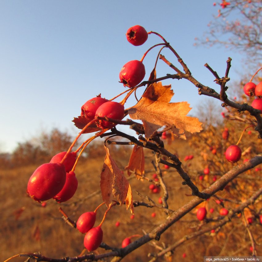 Мари выбралась на прогулку (фото 2)